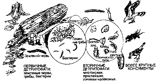 детритная пищевая цепь в наземной экосистеме (по б. небелу, 1993)
