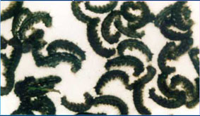 гусеницы сибирского шелкопряда (фото а.п.исаева)
