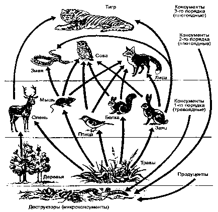 пищевая сеть и направление потока вещества (по е. а. криксунову и др., 1995)