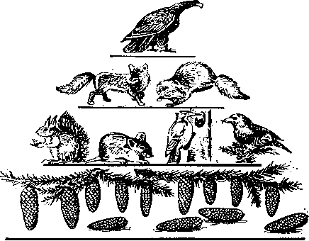 упрощенная схема пирамиды численности (по г. а. новикову, 1979)