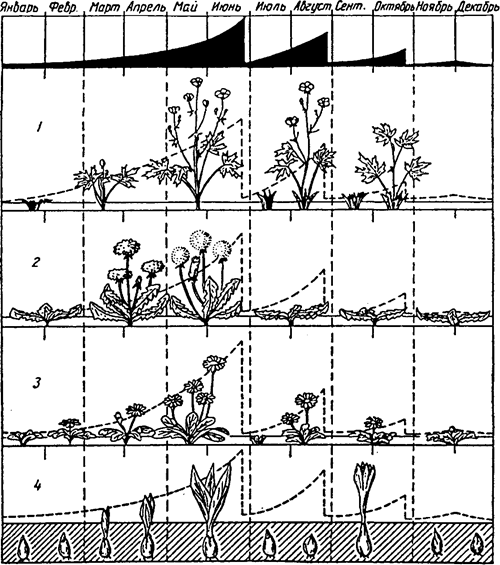 приспособление некоторых луговых растений к периодичности сенокошения (stengel, tischler, 1965)