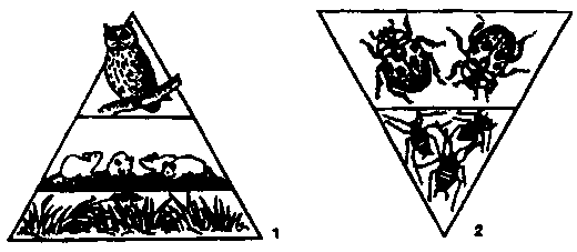 пирамиды численности