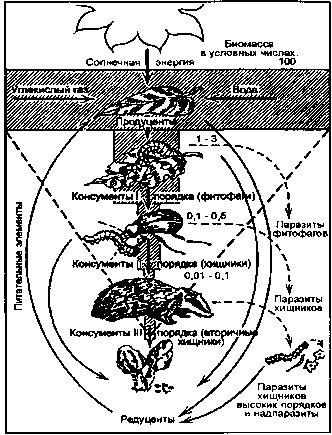 пирамида биомассы (по н. ф. реймерсу, 1990)