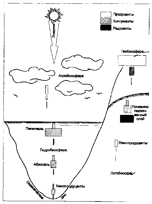 типы пирамид биомассы в различных подразделениях биосферы (по н. ф. реймерсу, 1990)
