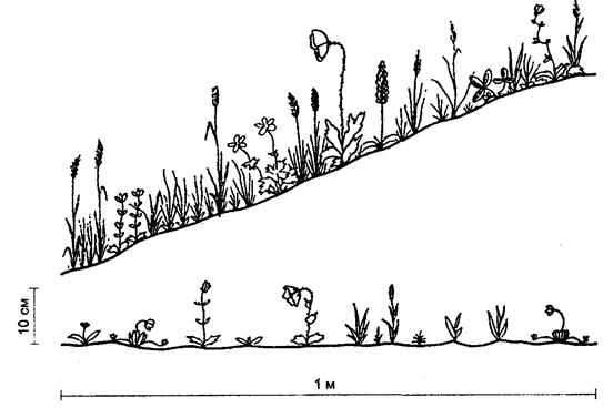 влияние микроклимата на растительность в тундре (по ю. и. чернову, 1979)