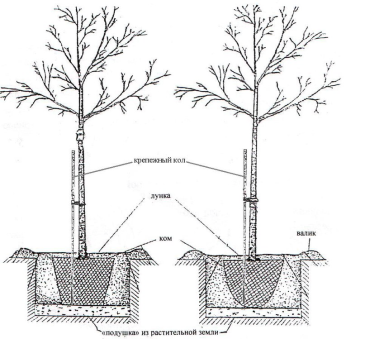 схема посадки древесных деревьев с закрытой корневой системой