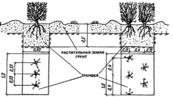 схема посадки саженцев кустарников в живые изгороди