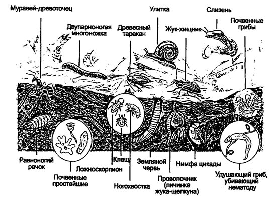 почвенные организмы (no e. а. криксунову и др., 1995)