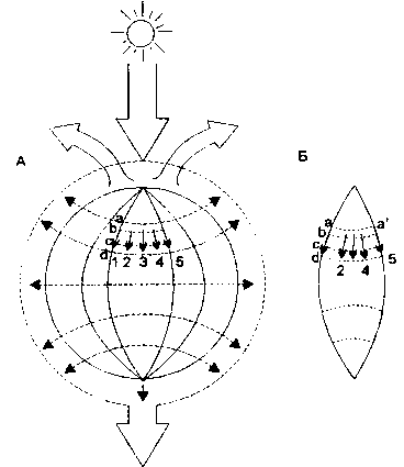 потоки энергии и механизм обеспечения надежности биотических систем в биосфере (по н. ф. реймерсу, 1994)