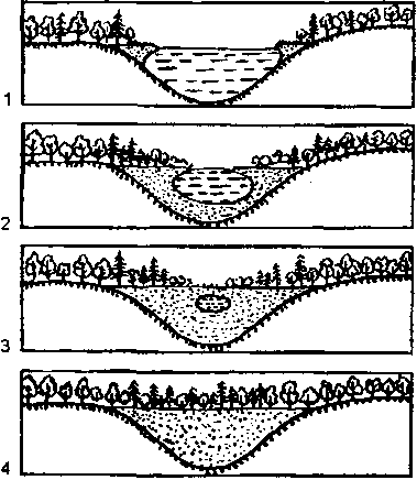 сукцессия при зарастании небольшого озера (по а.о. рувинскому и др., 1993)