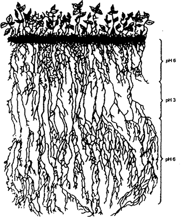 развитие корней клевера в горизонтах почвы при различной реакции среды