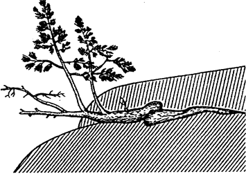 скальная форма роста сосны на гранитных скалах на побережье ладожского озера (по а. а. ниценко, 1951)