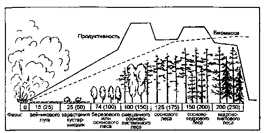 вторичная сукцессия сибирского темно-хвойного леса (пихтово-кедровой тайги) после опустошительного лесного пожара (по н. ф. реймерсу, 1990) примечание