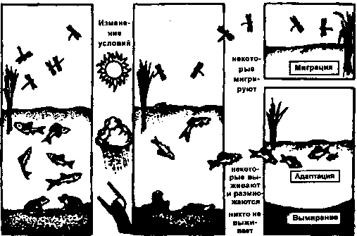 эволюционная сукцессия (по б. небелу, 1993)