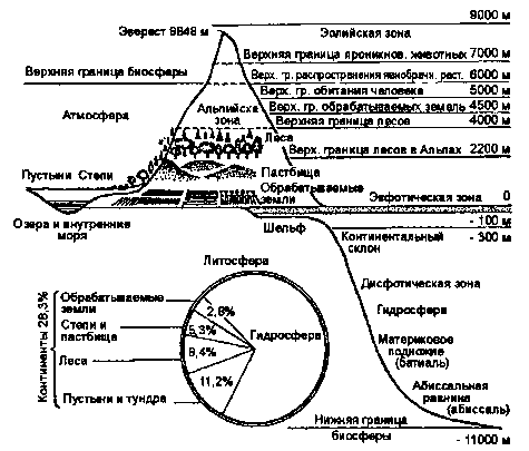 протяженность биосферы по вертикали и соотношение поверхностей, занятых основными структурными единицами (по ф. рамаду, 1981)