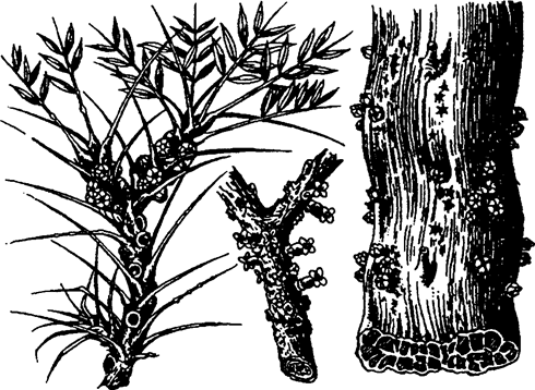 растение из семейства rafflesiaceae -- эндопаразита древесных видов (по а. кернеру, 1896)