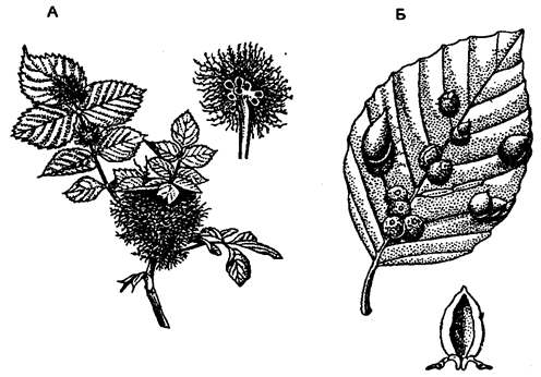 галлы на листьях (по е. страсбургу, 1962) а -- шиповник (rosa conina); б -- бук (fagus sytuatica)