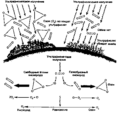 механизмы образования озонового слоя (внизу) и его роль в атмосфере (вверху), по е. а. криксунову и др., 1995