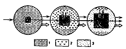 биосфера и человек-модель развития системы их взаимоотношений (по н. ф. реймерсу, 1990). примечание